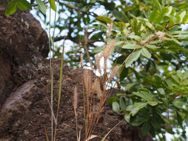 Cenchrus setosus Inflorescence