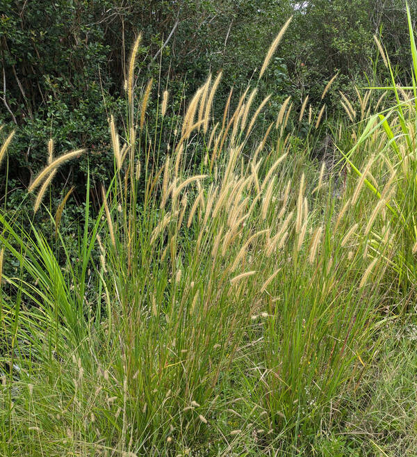 Cenchrus setosus Plant