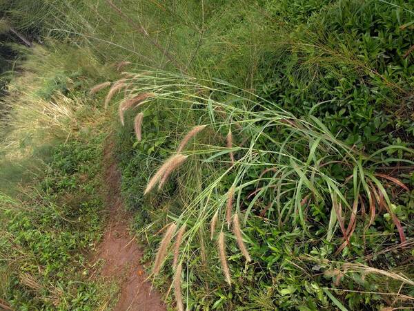 Cenchrus setosus Plant