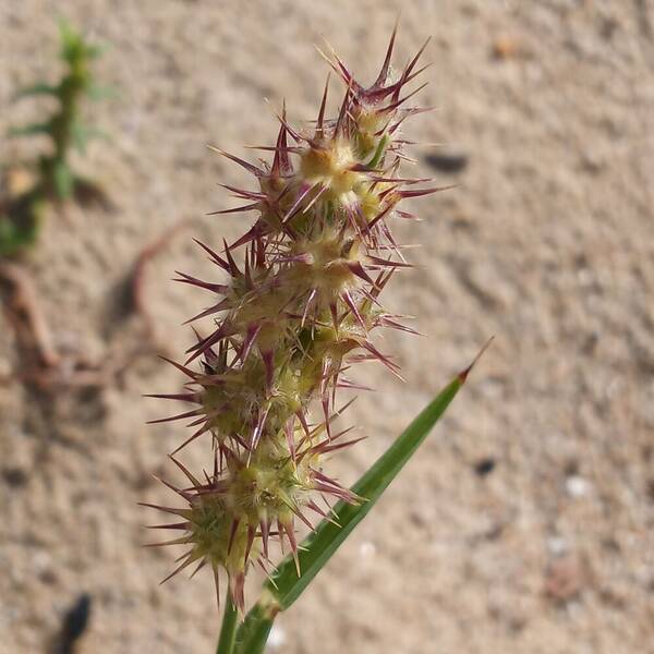 Cenchrus tribuloides Inflorescence