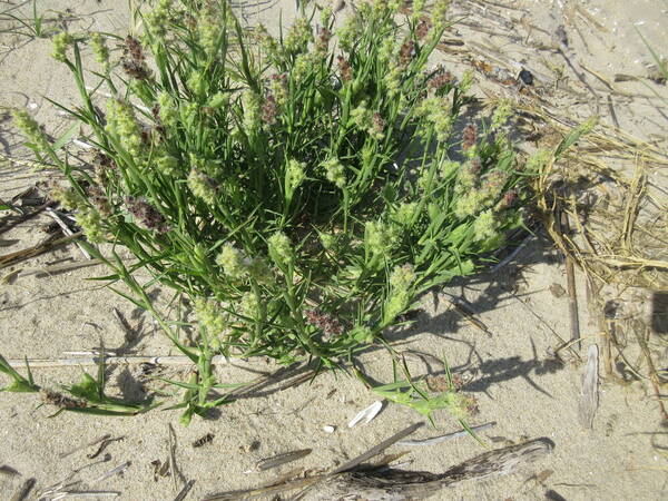 Cenchrus tribuloides Plant