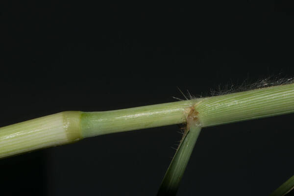 Cenchrus x peregrinus Collar