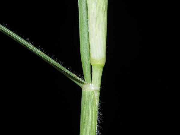 Cenchrus x peregrinus Collar