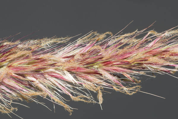 Cenchrus x peregrinus Spikelets