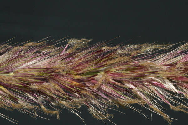 Cenchrus x peregrinus Spikelets