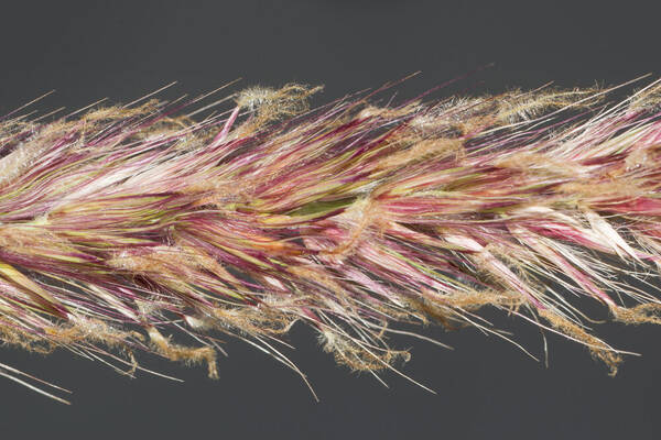 Cenchrus x peregrinus Spikelets