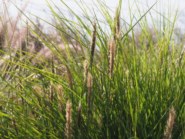 Cenchrus x peregrinus Habit