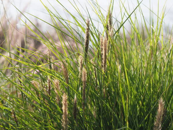 Cenchrus x peregrinus Habit