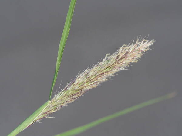 Cenchrus x peregrinus Inflorescence