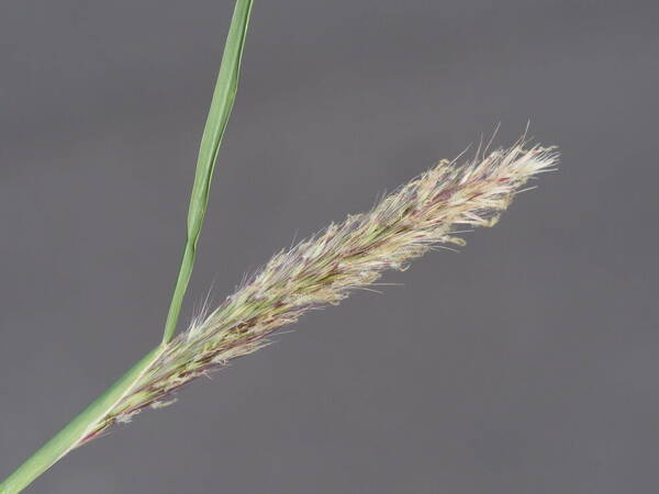 Cenchrus x peregrinus Inflorescence