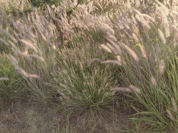 Cenchrus x peregrinus Plant