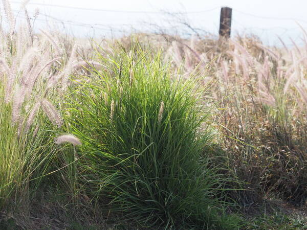 Cenchrus x peregrinus Plant