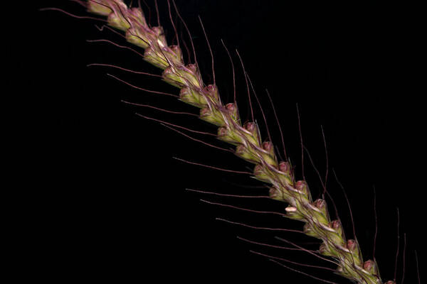 Chloris barbata Spikelets