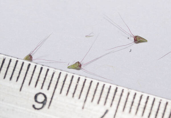 Chloris barbata Spikelets