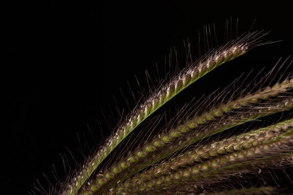 Chloris barbata Spikelets