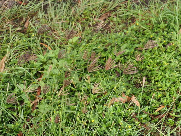 Chloris barbata Habit