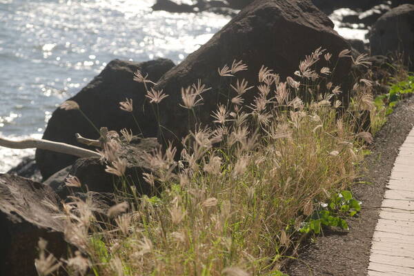 Chloris barbata Habit