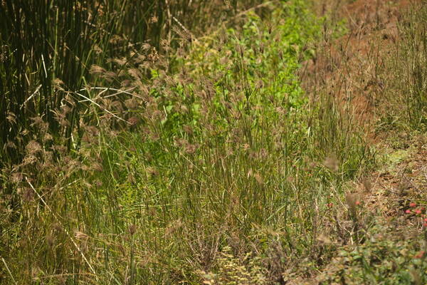 Chloris barbata Habit