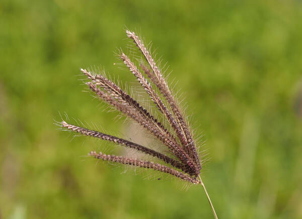 Chloris barbata Inflorescence