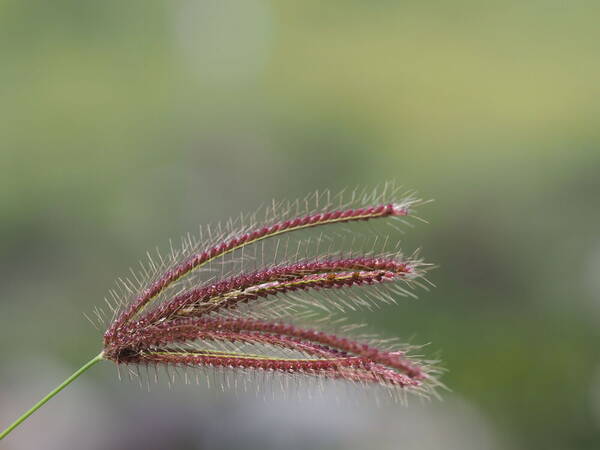 Chloris barbata Inflorescence