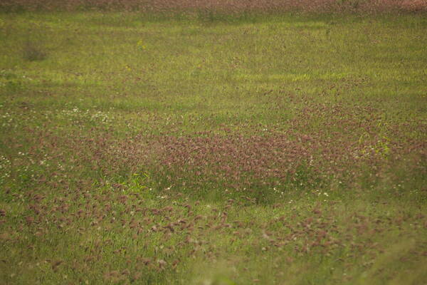 Chloris barbata Landscape