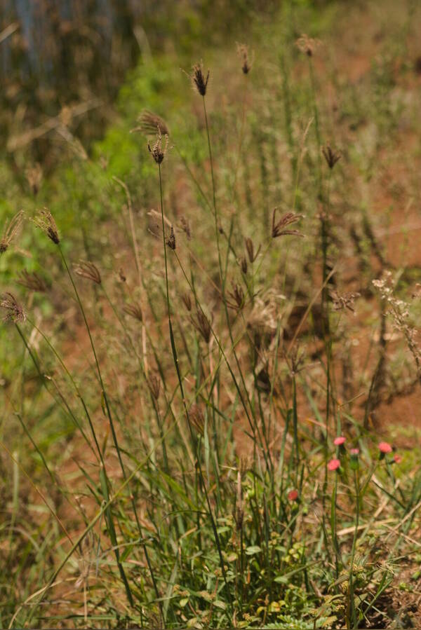 Chloris barbata Plant