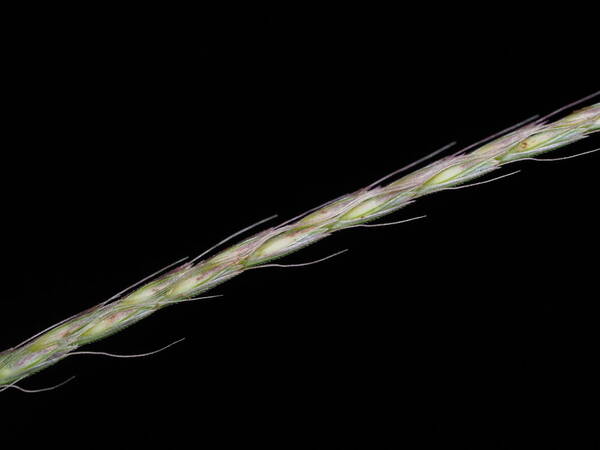 Chloris divaricata Spikelets