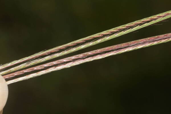 Chloris divaricata Spikelets