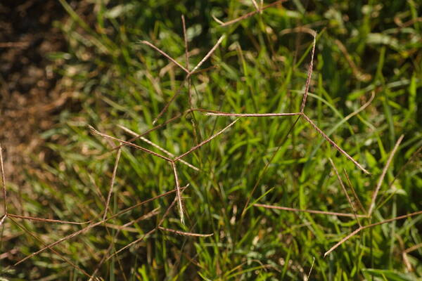 Chloris divaricata Inflorescence