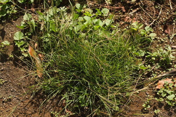 Chloris divaricata Plant