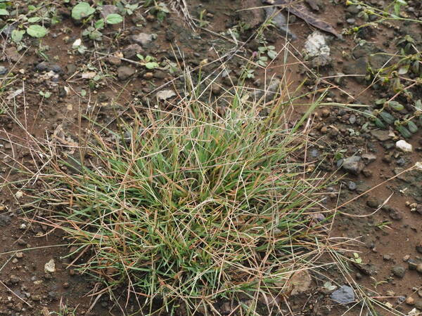 Chloris divaricata Plant