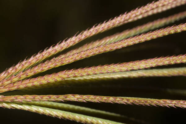 Chloris gayana Spikelets