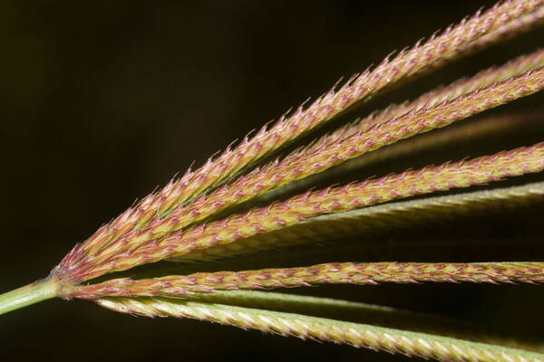 Chloris gayana Spikelets