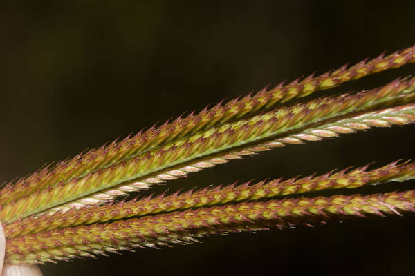 Chloris gayana Spikelets