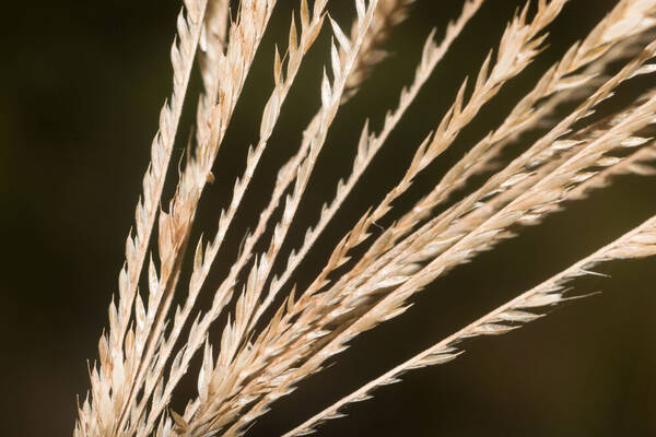 Chloris gayana Spikelets