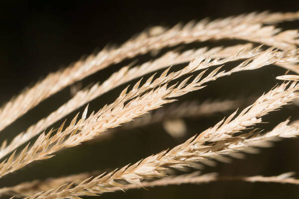 Chloris gayana Spikelets