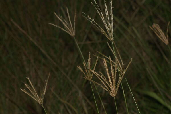 Chloris gayana Habit