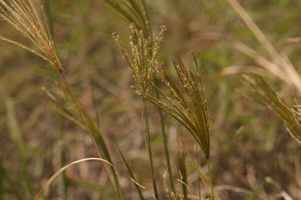 Chloris gayana Habit