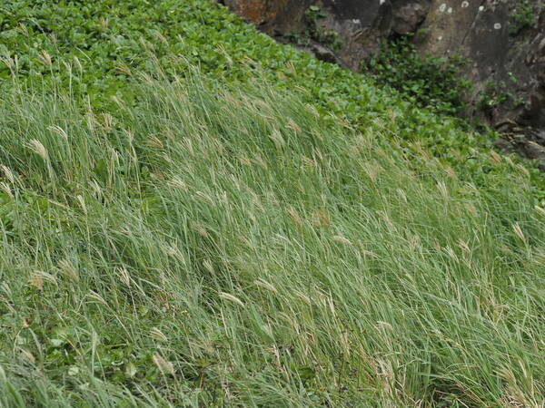 Chloris gayana Habit