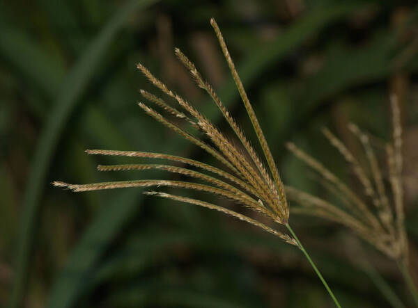 Chloris gayana Inflorescence