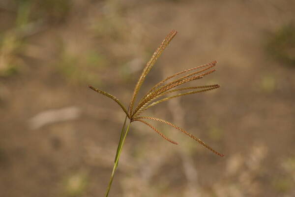 Chloris gayana Inflorescence