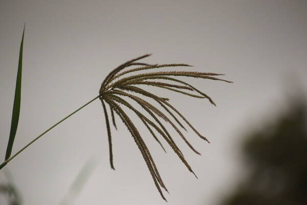 Chloris gayana Inflorescence