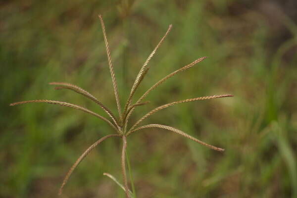 Chloris gayana Inflorescence