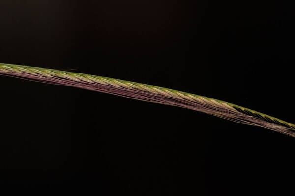 Chloris pycnothrix Spikelets