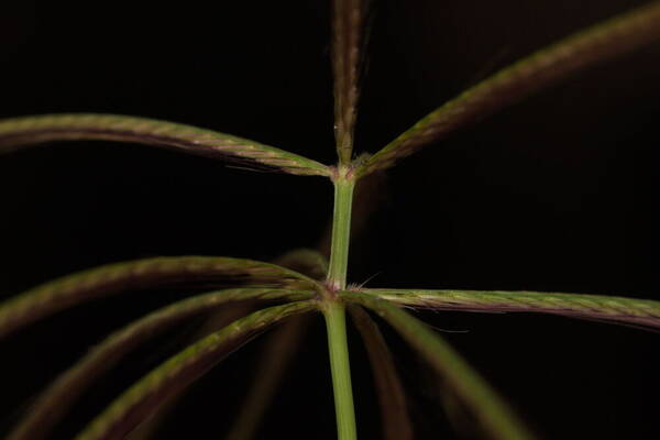 Chloris pycnothrix Spikelets