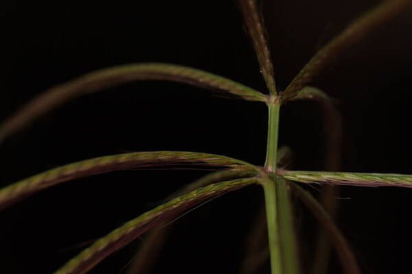 Chloris pycnothrix Spikelets