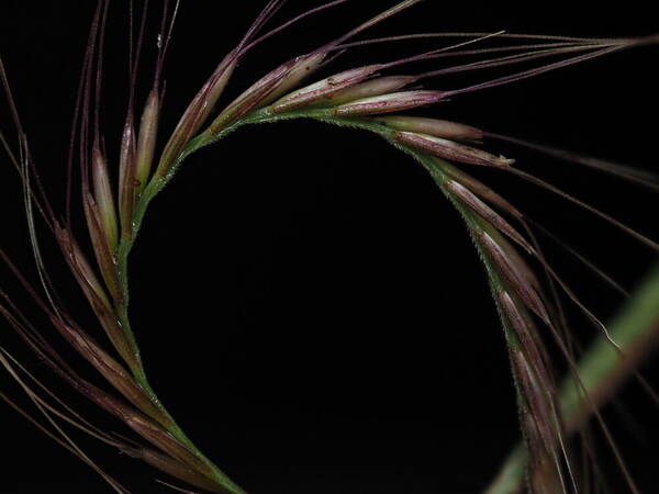 Chloris pycnothrix Spikelets