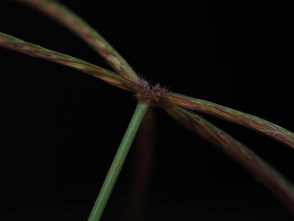 Chloris pycnothrix Spikelets