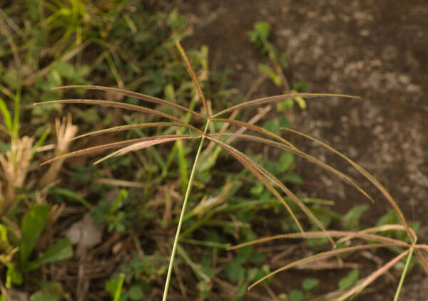 Chloris pycnothrix Inflorescence