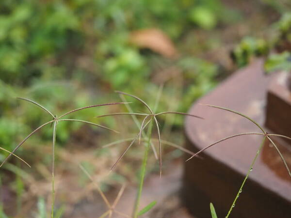 Chloris pycnothrix Inflorescence